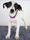 Kendra Puppy