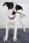 Kendra Puppy