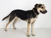 Vienna Puppy
