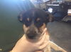 Chips Puppy