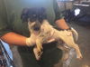 Chips Puppy