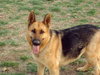 Shianna
