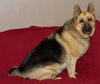Shianna