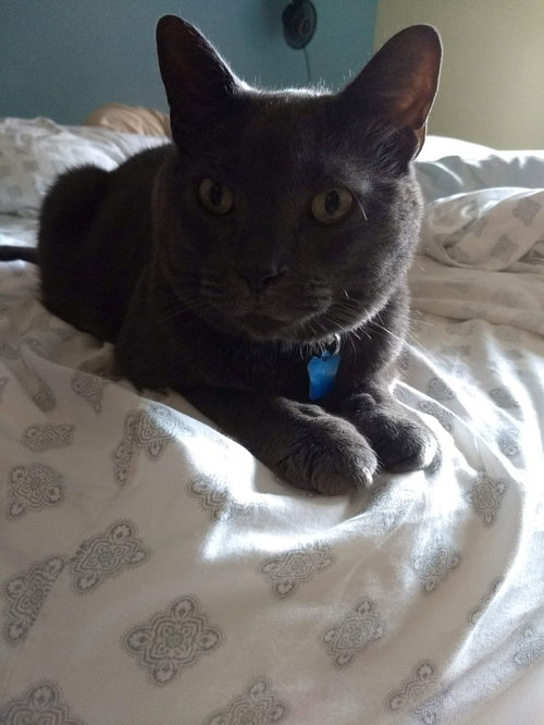 Bob The Cat II