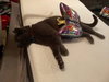 Bob The Cat II
