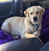 Tucker