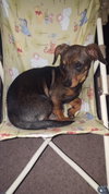 Roxie