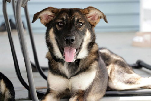 Doc Holliday -Puppy