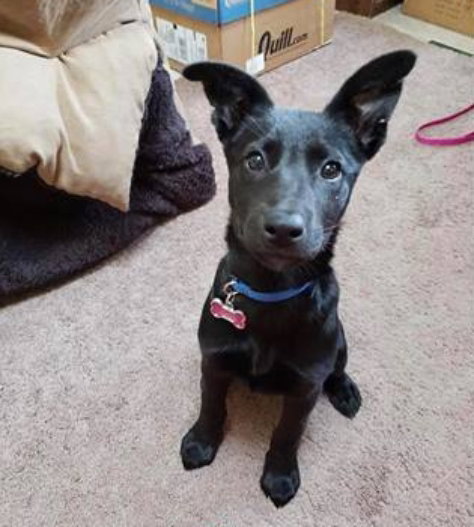 Sheenah Puppy
