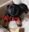 Yatzee -Puppy MA