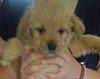 Kivu Puppy