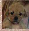 Kivu Puppy