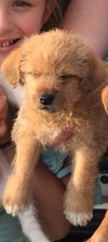 Kivu Puppy