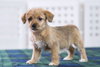 Kivu Puppy