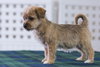 Kivu Puppy