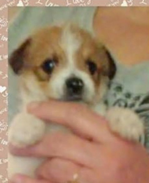 Toki