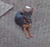 Judy Pup
