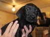 Ashes Puppy