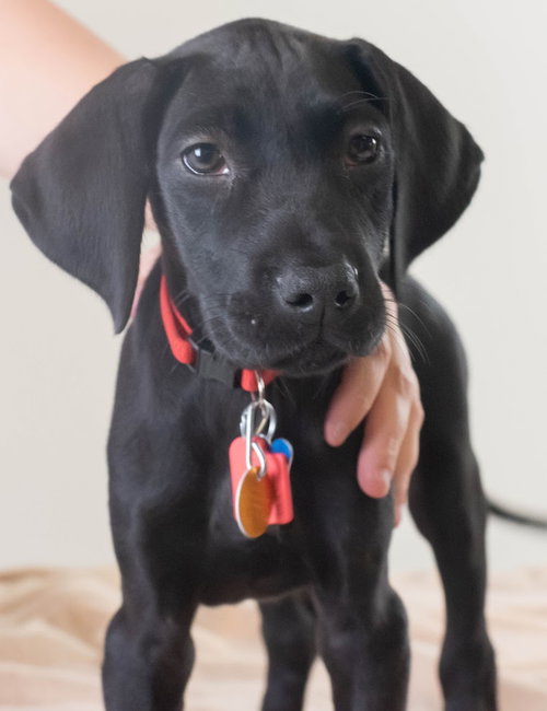 Ashes Puppy