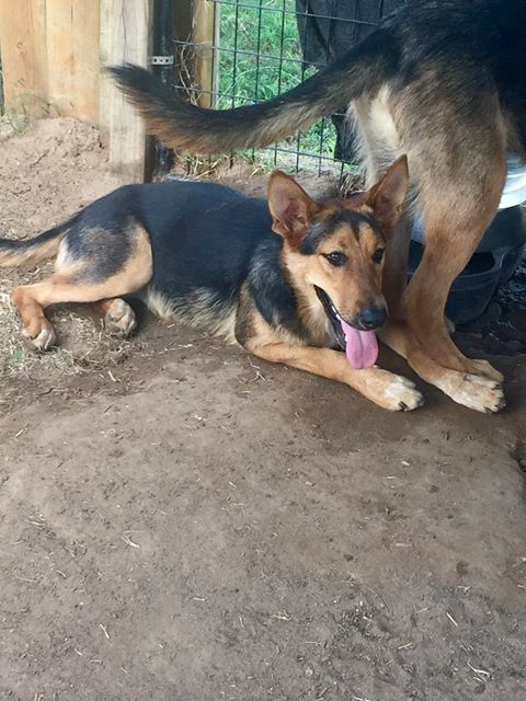 Lila
