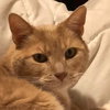 Seamus II
