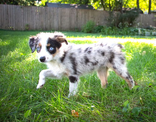 Jaelyn -Puppy