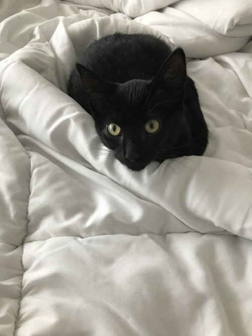 Cheeto