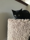 Cheeto