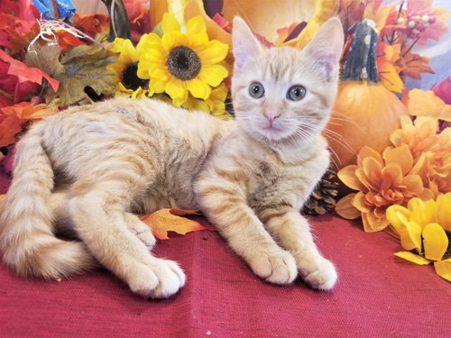 Petunia