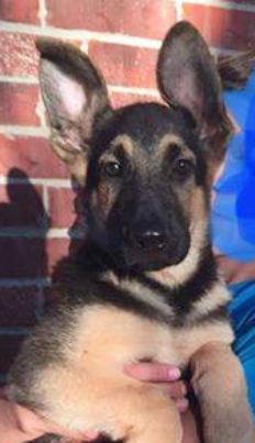 Zion Puppy