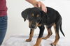 Mirko Puppy