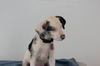 Wrangler Puppy