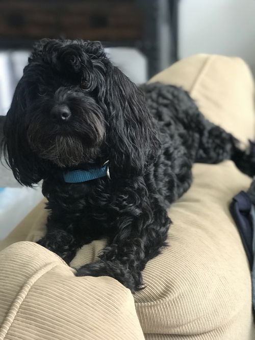 Ollie