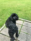 Ollie