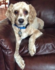Baxter