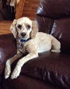 Baxter