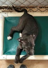 Dusky Puppy