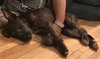 Dusky Puppy