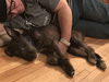Dusky Puppy