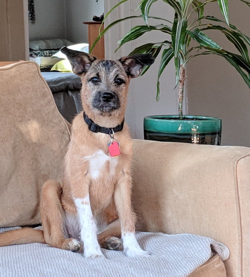 Blessing Puppy