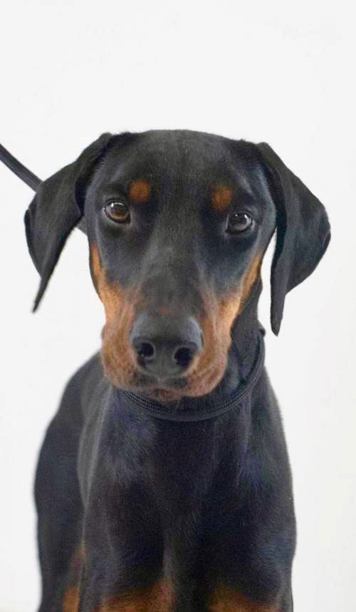 Bauer