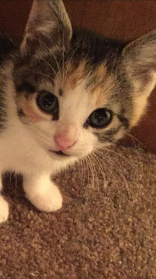 Kali