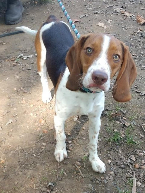Briscoe