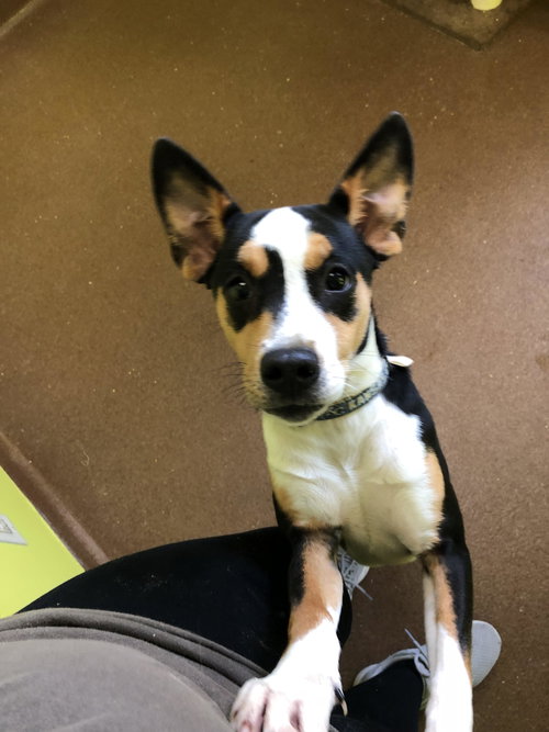 Cirrus -Puppy