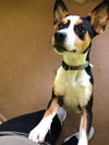 Cirrus -Puppy