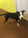 Stratus Puppy Foster Needed
