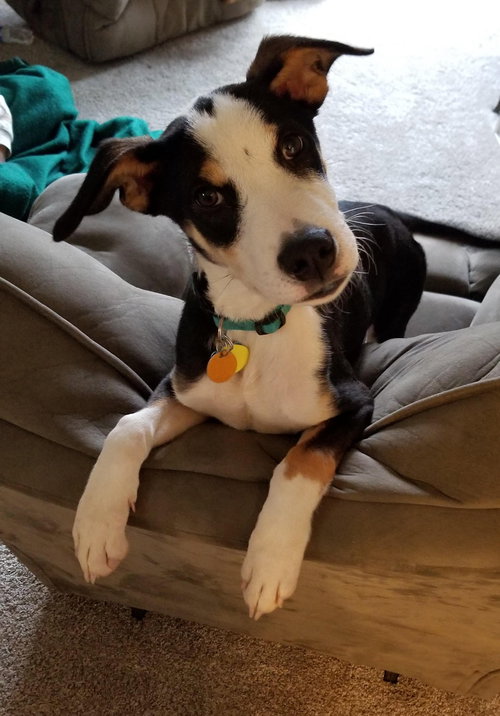 Stratus Puppy Foster Needed