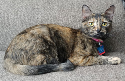 Calypso