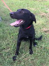 Dyna -Tripod pup