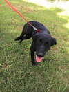 Dyna -Tripod pup